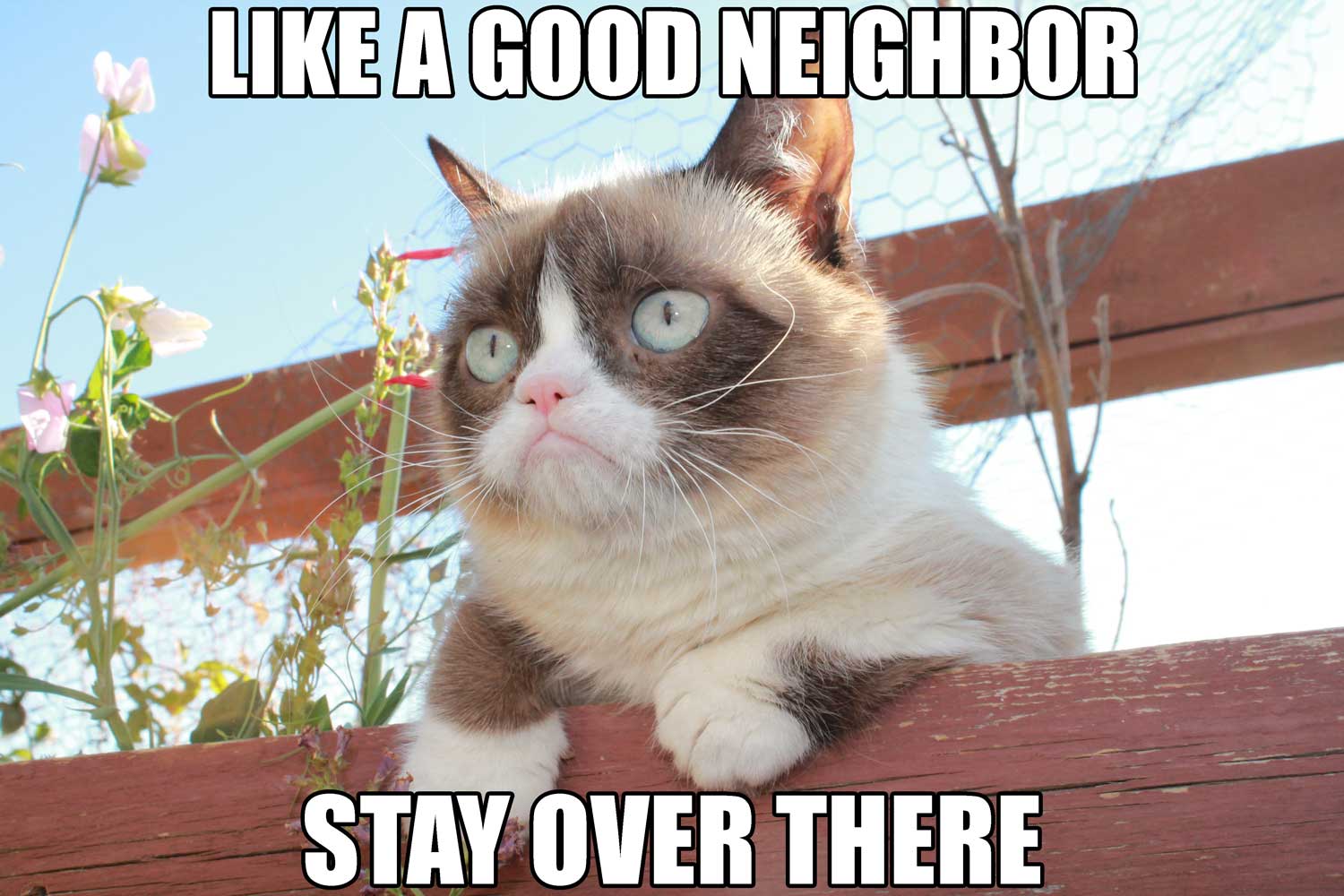 GrumpyCat meme GrumpyCat meme